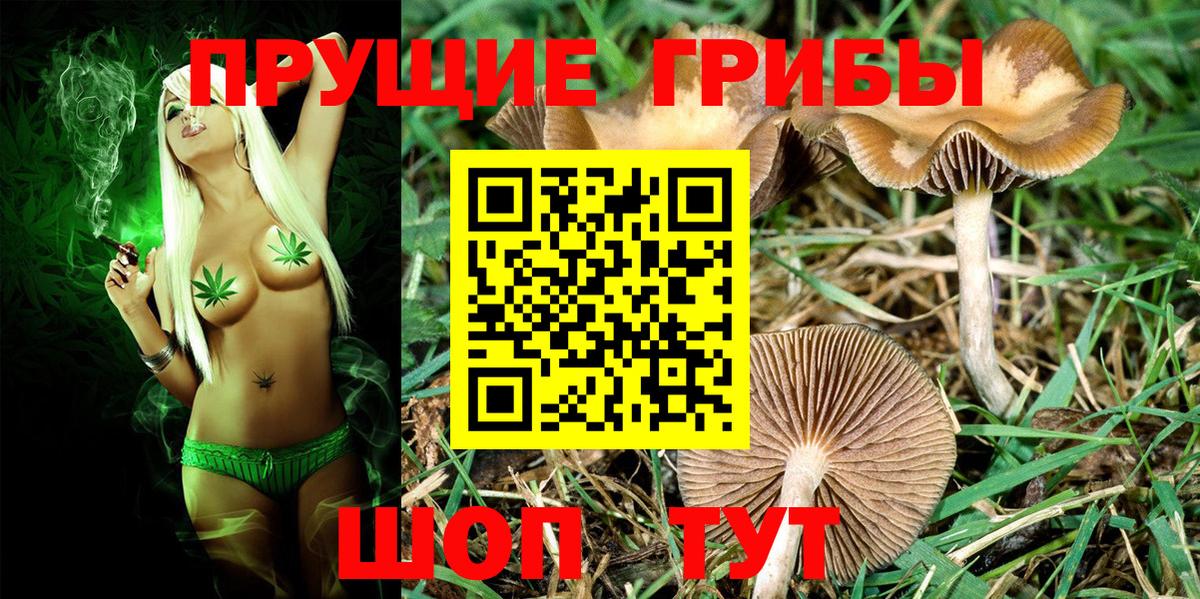 Псилоцибиновые грибы мицелий  Вход с VPN  Новокубанск  Псилоцибиновые грибы мицелий 